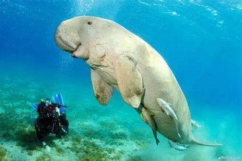 Dugongs